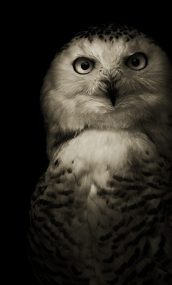 owl pictures