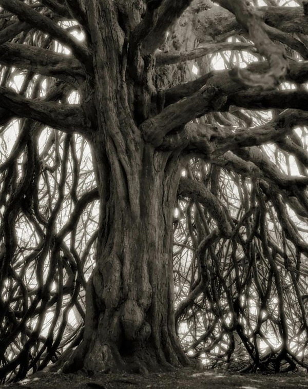 world's oldest trees