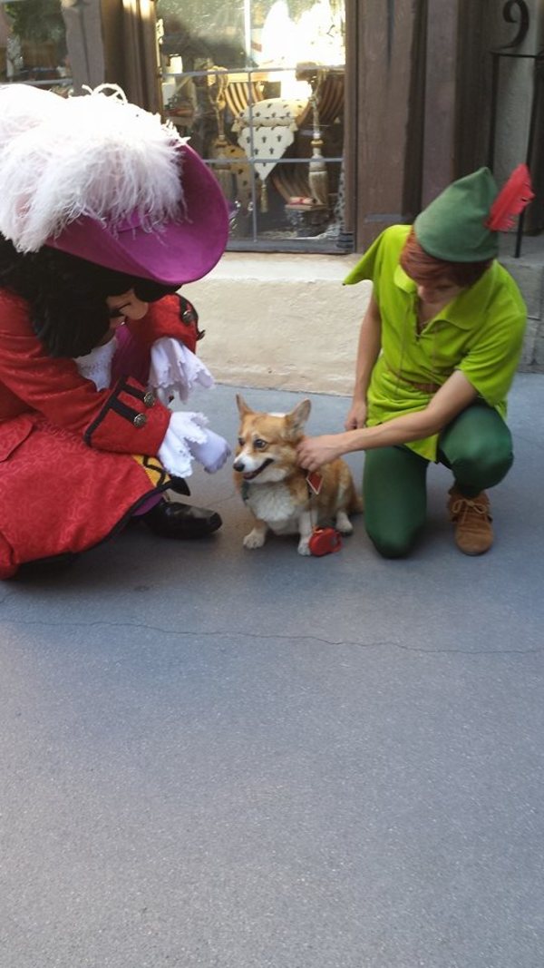 Corgi visiting Disney World