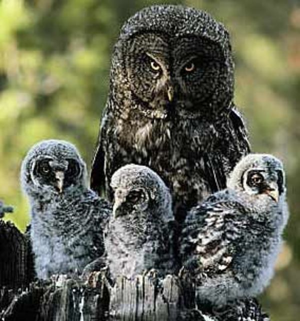 owl pictures