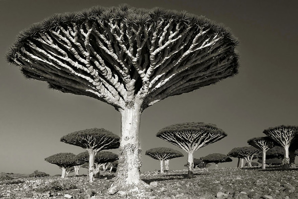 world's ancient trees