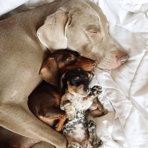 harlow and indiana photos