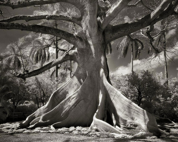 Beth Moon photography