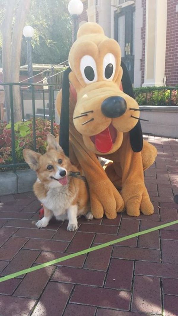 Corgi visiting Disney World