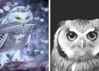27 Pictures Of Owls That Will Make Your Bones Shiver