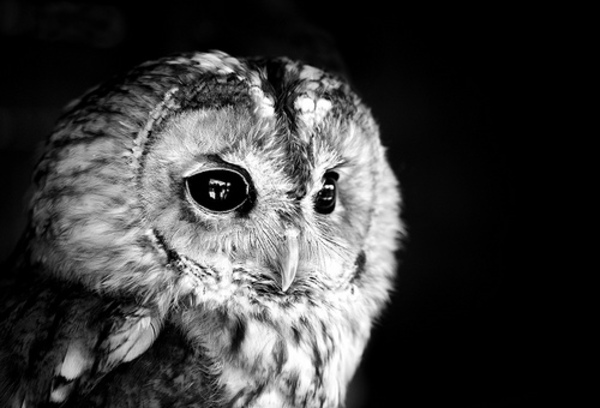 owl pictures