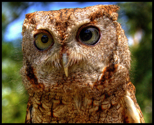 owl pictures