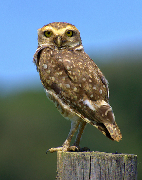 owl pictures