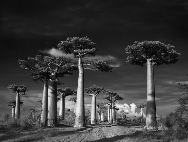 world's oldest trees