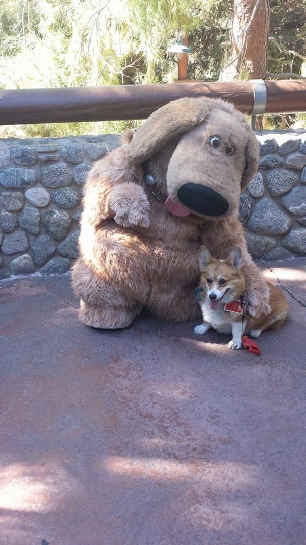 Corgi visiting Disney World