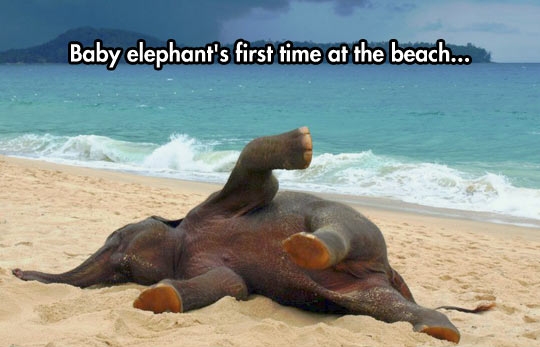 baby elephant first visit to the beach