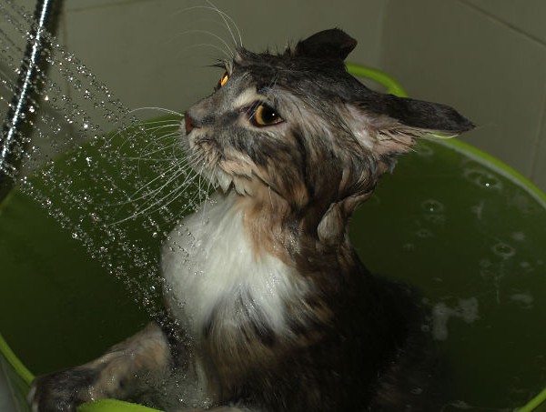 cats who like water cats who like water