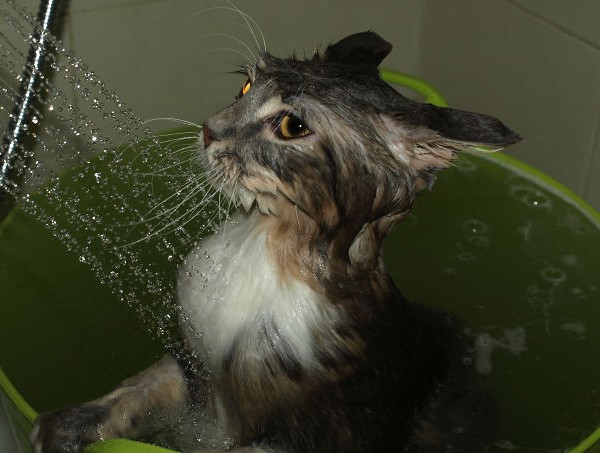 cats who like water