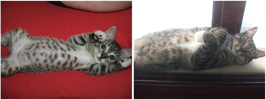 before and after cats