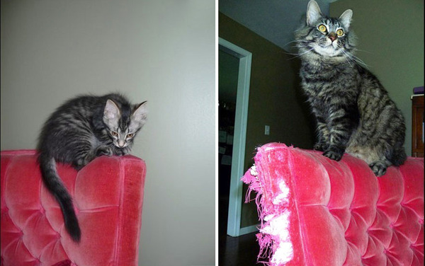 before and after cats before and after cats