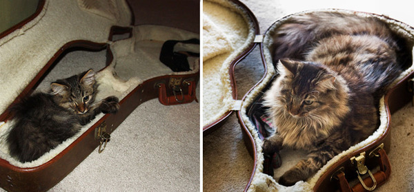 before and after cats before and after cats