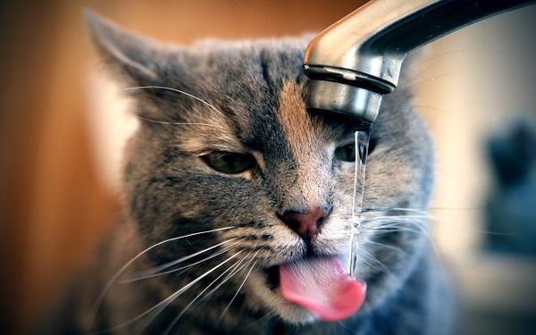 cats who like water