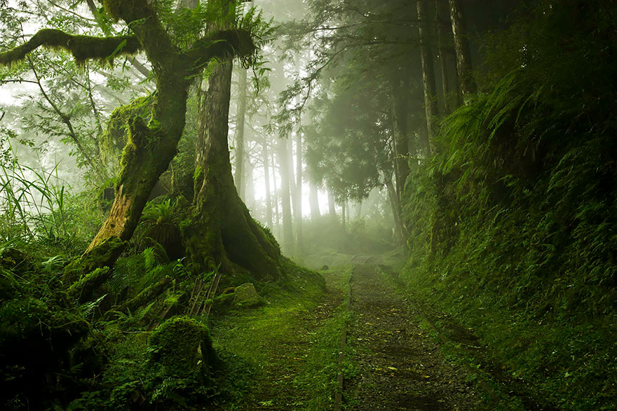 incredible forests