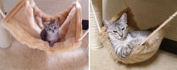 before and after cats