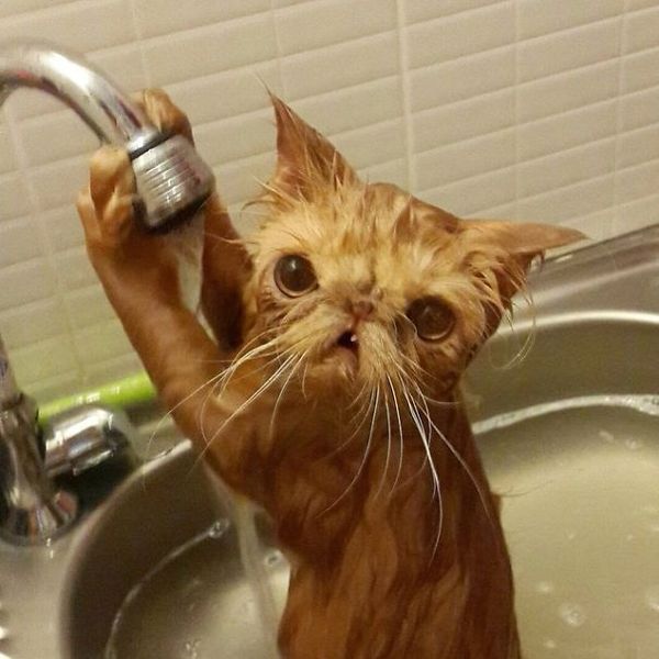 cats that love water