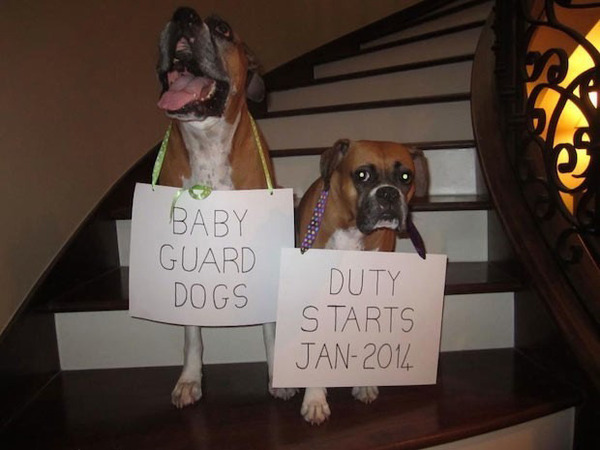 funny pregnancy announcements
