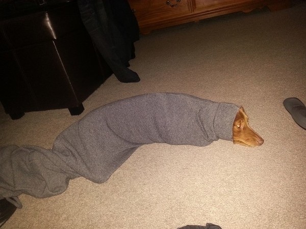dogs who immediately regret their decision
