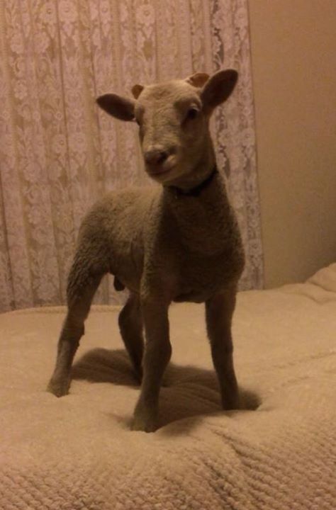 Winter the bouncing lamb