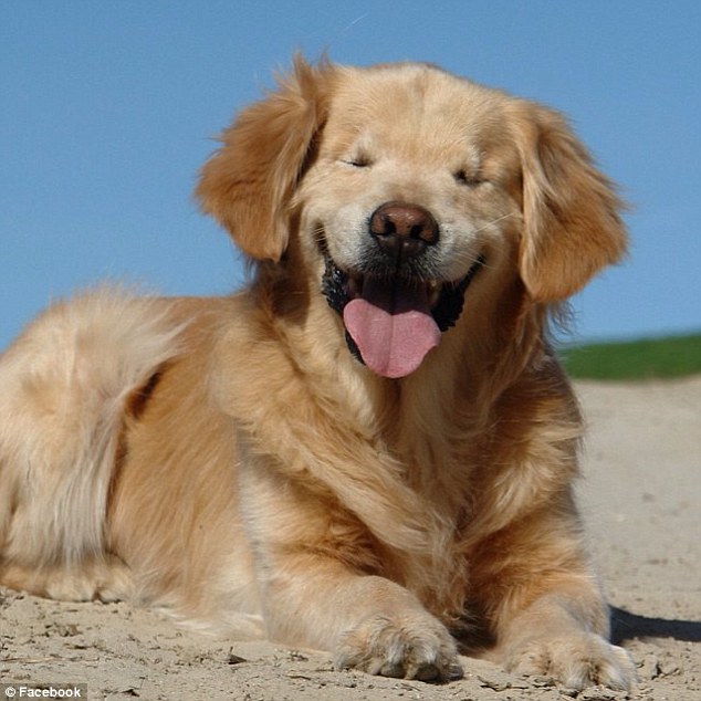 Smiley the blind dog