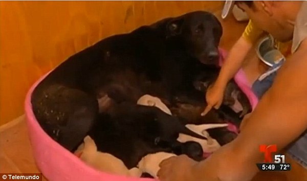 dog saves puppies from fire