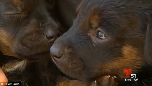 dog saves puppies from fire