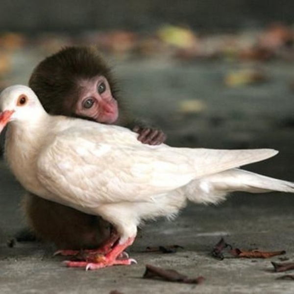 adorable animal friendships