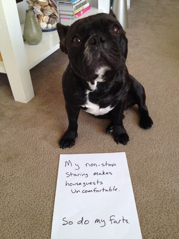 dog shaming pictures