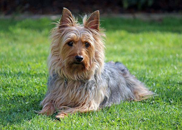 Dad spends night at shelter to adopt homeless dog 