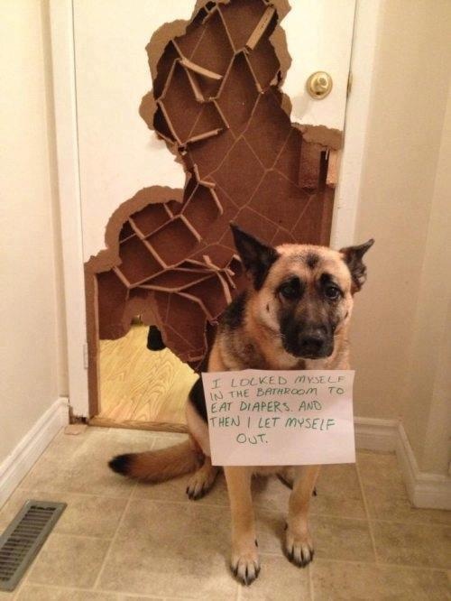 dog shaming pictures