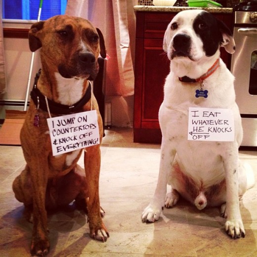 dog shaming pictures