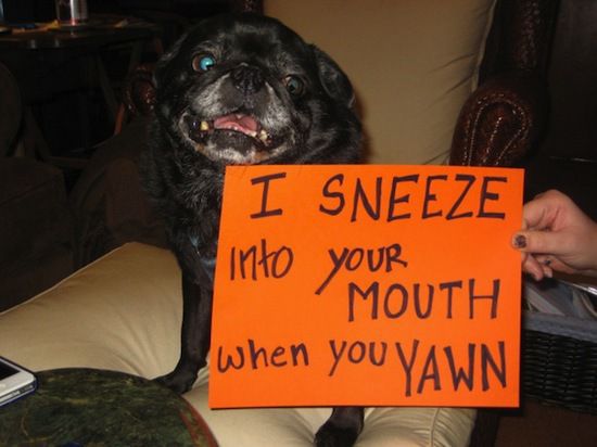 dog shaming pictures