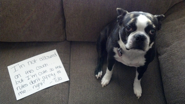 dog shaming pictures