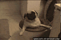 dog-stuck-in-toilet-o22222