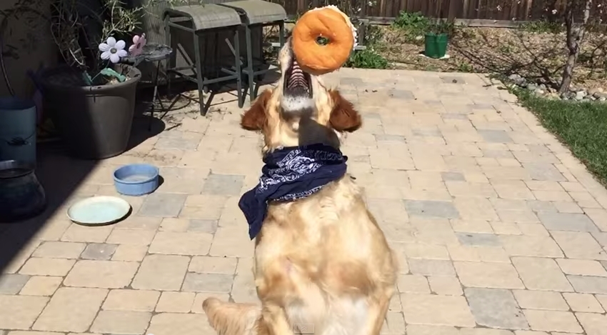 This Golden Retriever Totally Failing To Catch Food Is The ...