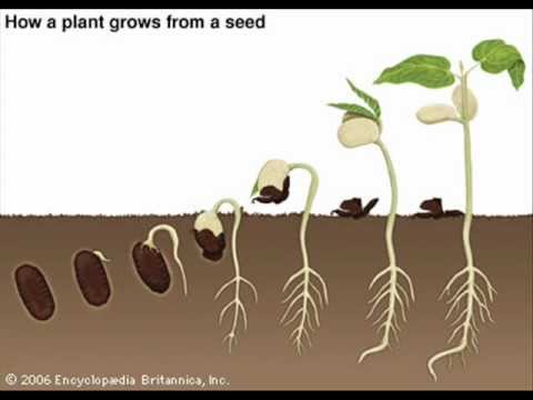 how seeds grow