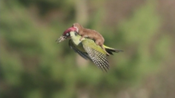 weasel flying on woodpecker