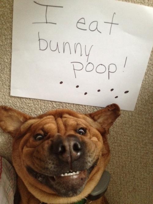 dog shaming pictures