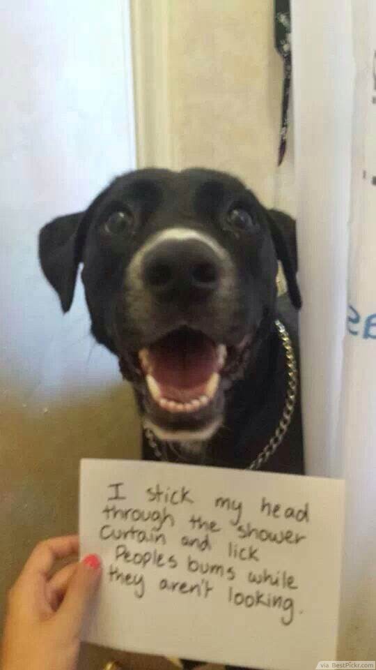 dog shaming pictures