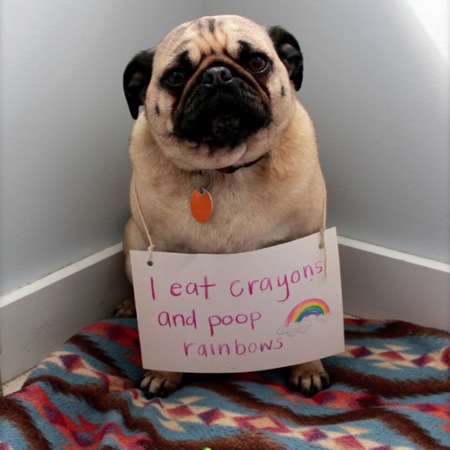 dog shaming pictures