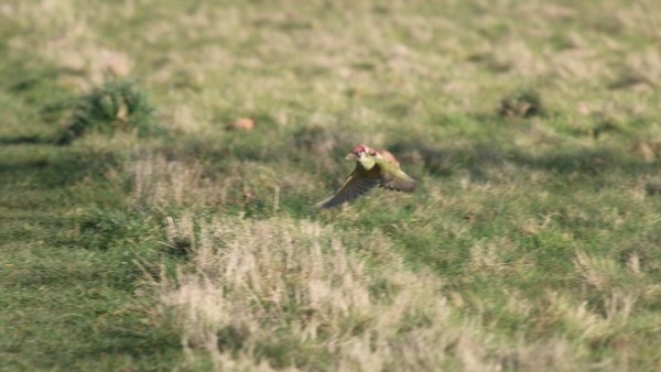 weasel flying on woodpecker
