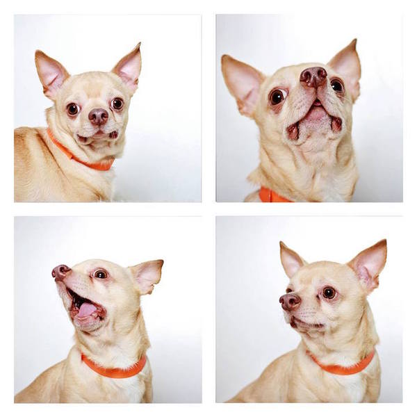 photo booth dogs