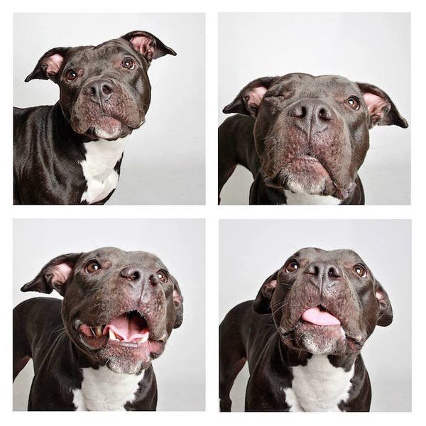 photo booth dogs