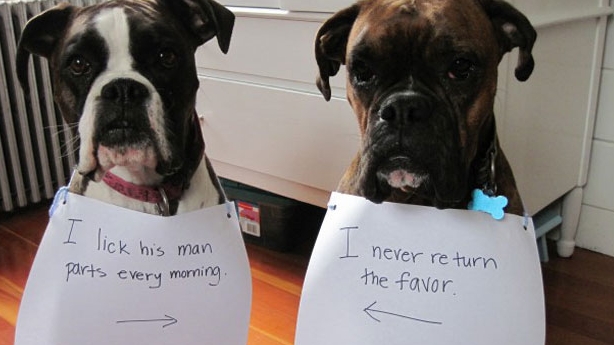 dog shaming pictures