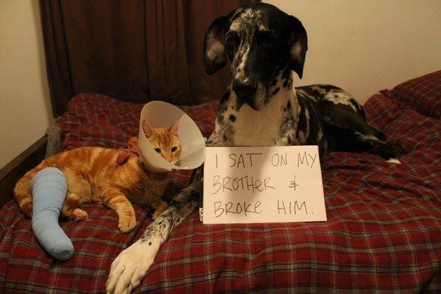 dog shaming pictures