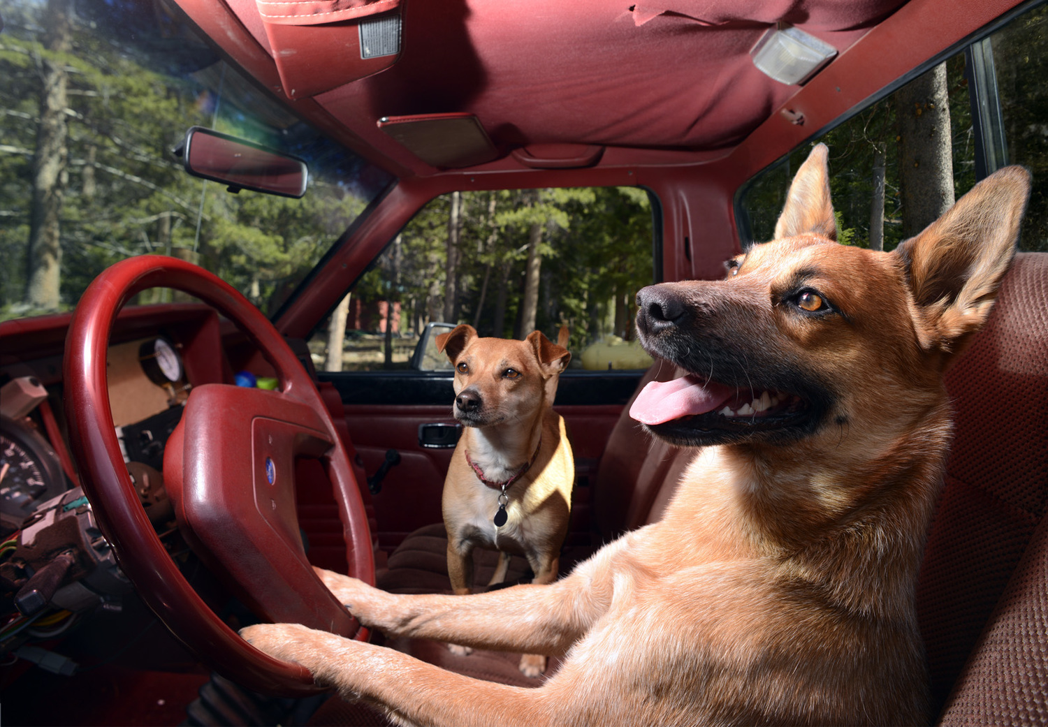 dogs in cars12